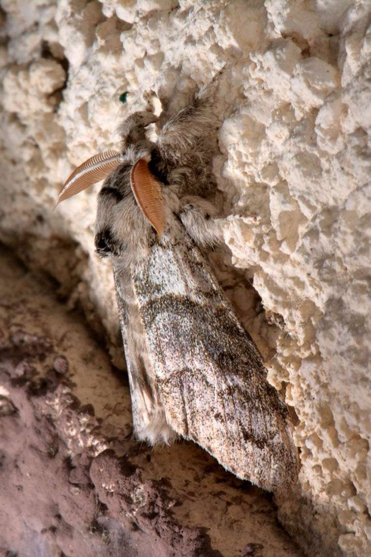 Notodontidae? No, Erebidae Lymantriinae: Calliteara pudibunda